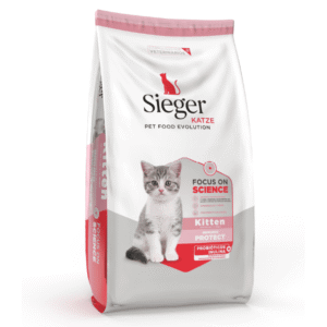 Sieger Gato Kitten